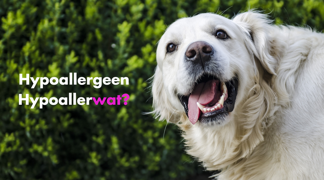 Grappige witte labrador met hypoallergeen hondenvoer text