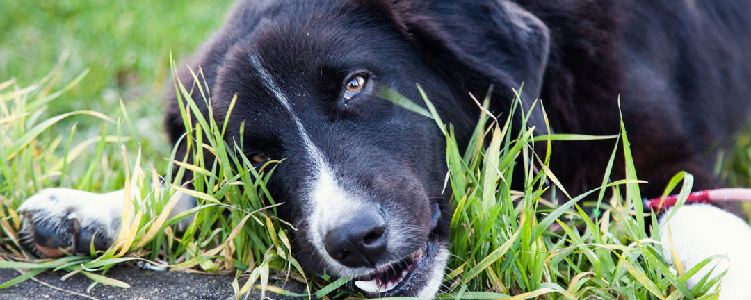 Waarom eet mijn hond gras? Is dit normaal en is het veilig?