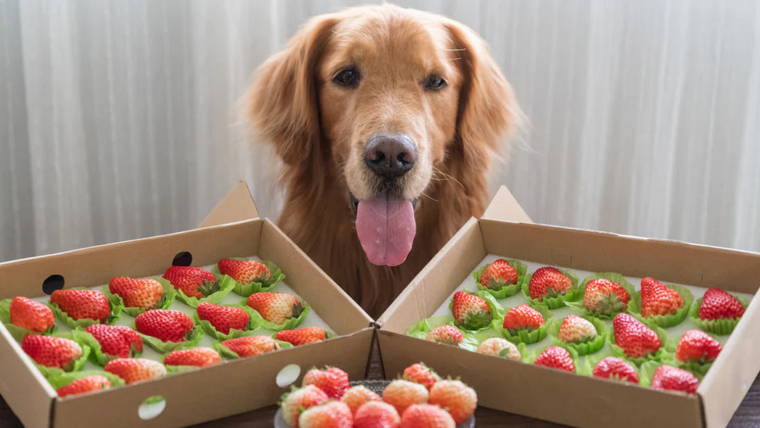 Hond Ruikend aan een Sappige Aardbei