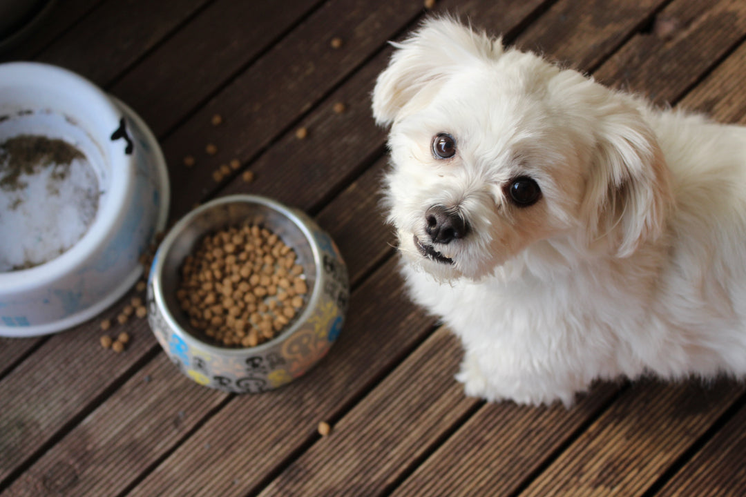 Hond met bakje eten