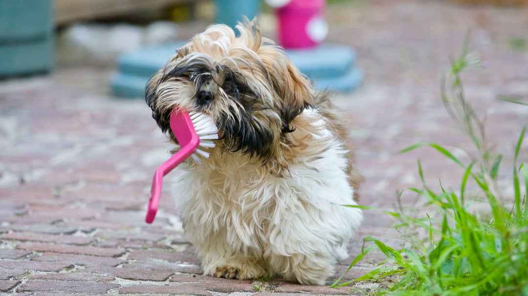 Gebitsverzorging bij je Hond: Noodzaak of Commercie?