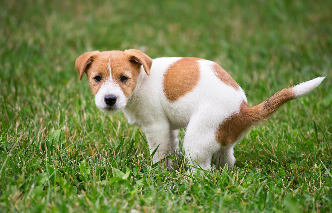 Eet Jouw Hond Poep? Van Bah Naar Beter Met Deze Tips