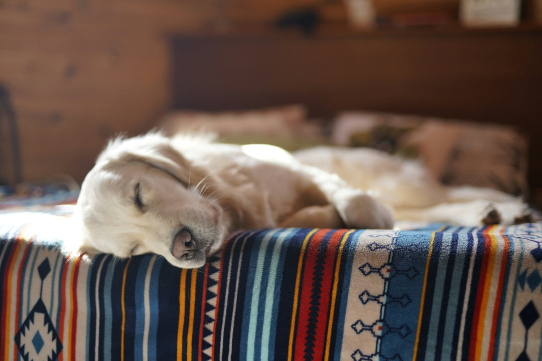 Kunnen Honden Dromen? De Slapende Avonturen van Jouw Hond