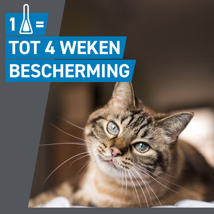 Frontline Spot On Kat 1 pipet geeft 4 weken bescherming