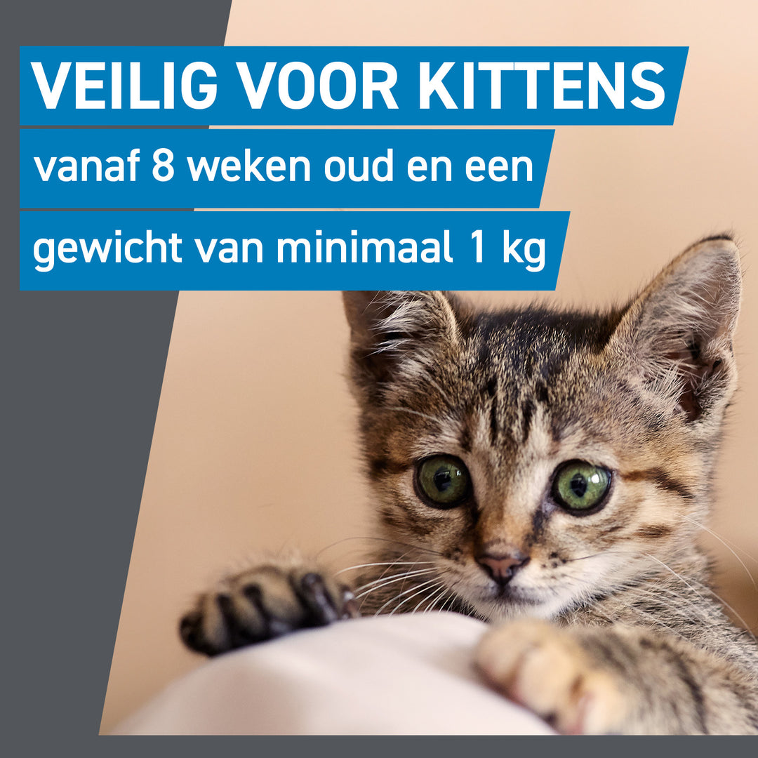 Frontline Spot On is veilig voor kittens