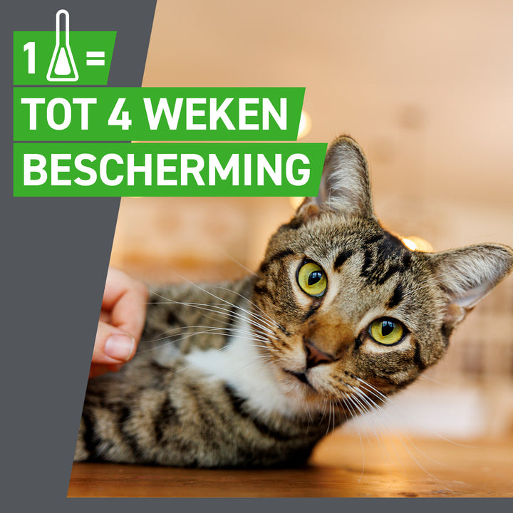 Frontline Combo voor katten 1 pipet biedt tot 4 weken bescherming