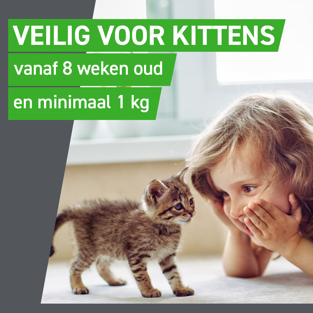 Frontline Combo voor kattenis veilig voor kittens vanaf 8 weken en minimaal 1 kg