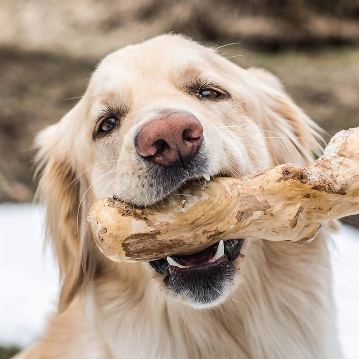 Chewies Koffiehout Kauwstok in de bek van een Golden Retriever