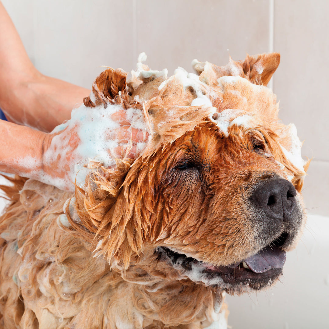 Een hond laat zich wassen met Beaphar Vlooienshampoo