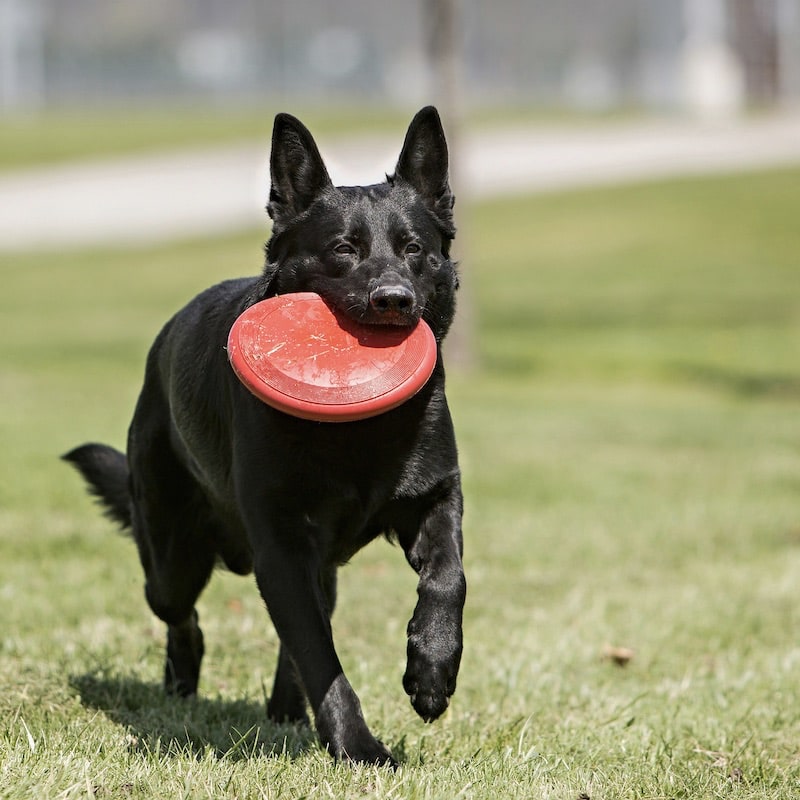 Kong Flyer Frisbee Hondenspeelgoed Lifestyle1 Hond