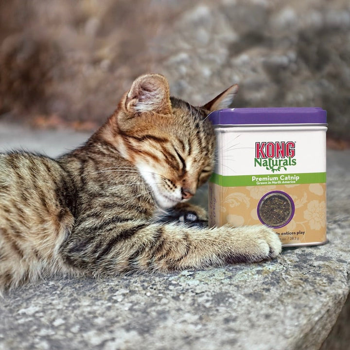 Kong Naturals Catnip Kattenkruid Lifestyle1 Kat
