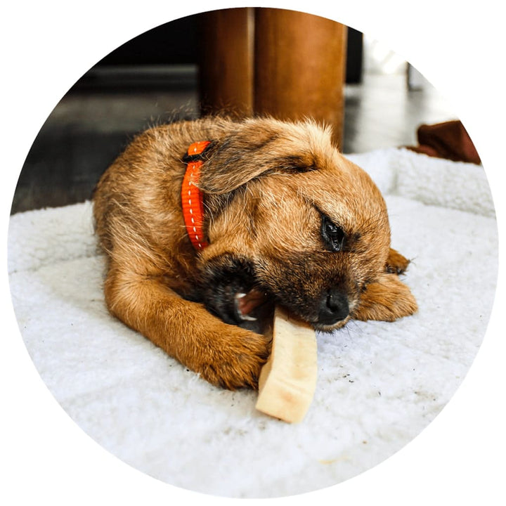 Border Terrier met Renske Chhurpi Kauwsnack met Kaas